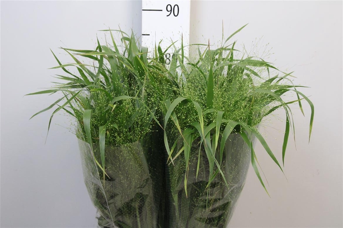 <h4>Panic Vi Fontaine</h4>