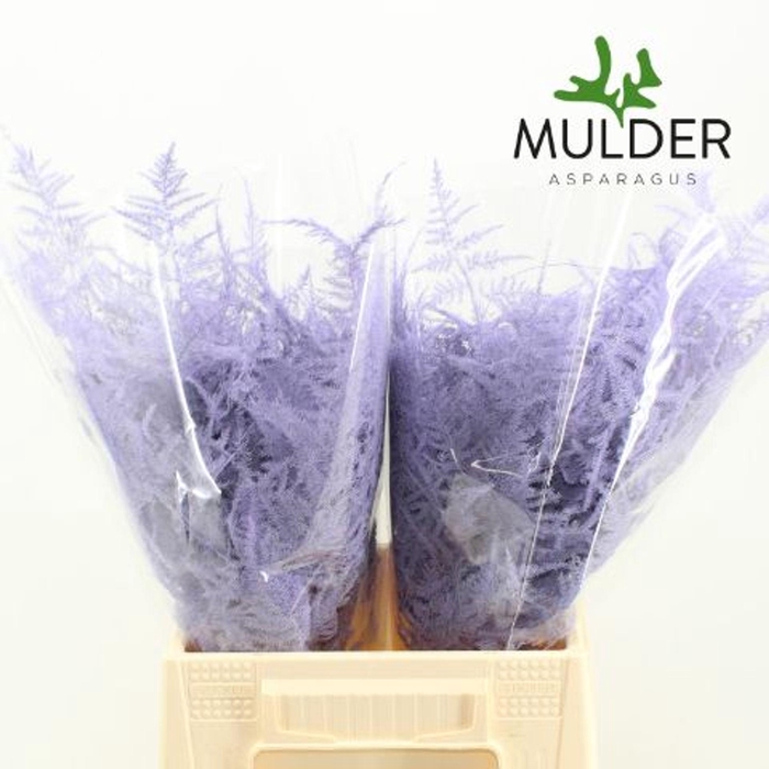 <h4>Asparagus DYED Light violet</h4>