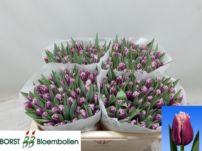 <h4>TU FR SAN MARTIN</h4>