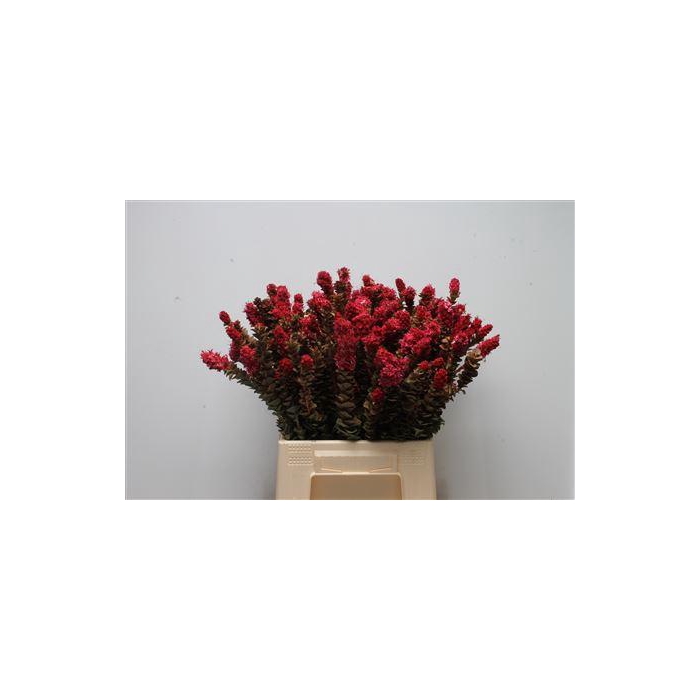 <h4>Kaaps Paranomus Pink</h4>
