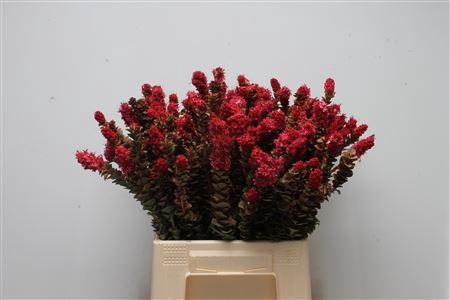 Kaaps Paranomus Pink