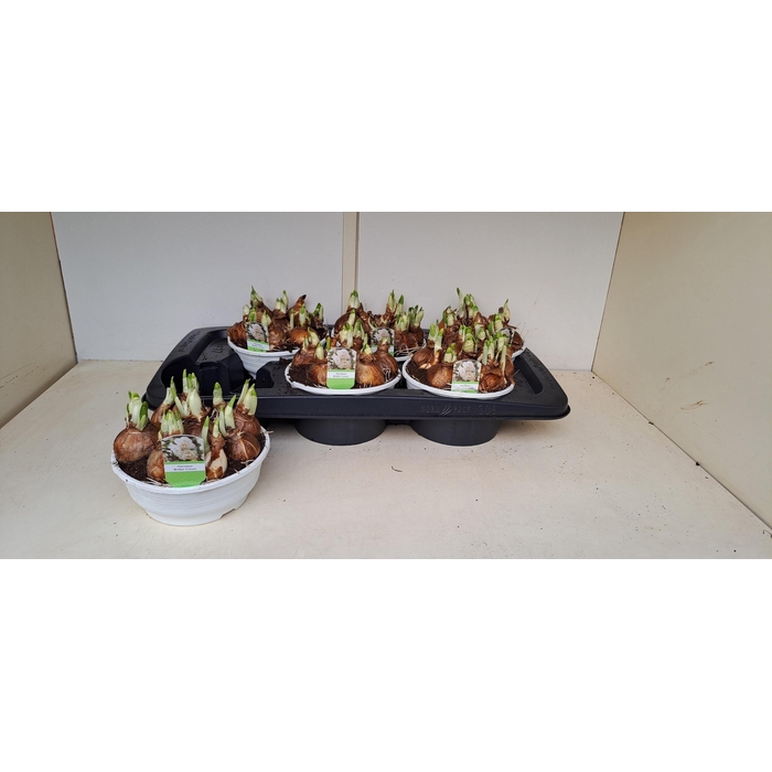 <h4>NARC D BRIDAL CROWN</h4>