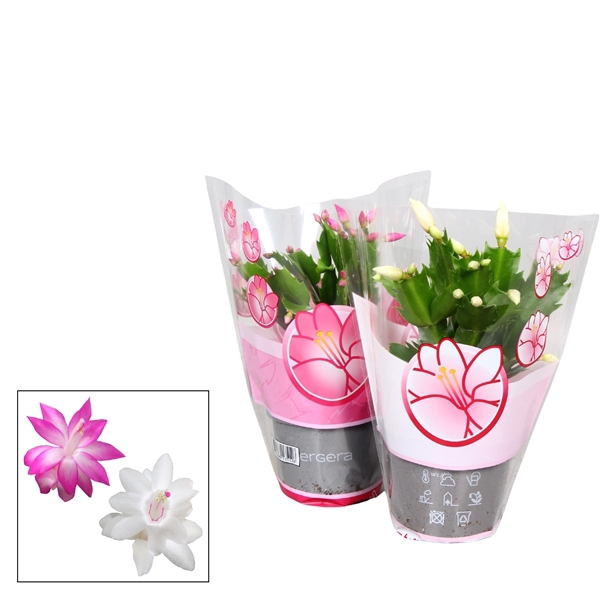 <h4>Schlumbergera - 10,5 cm - Mix</h4>