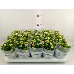 Kalanchoe  'Claraq2'