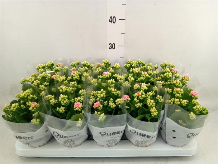 <h4>Kalanchoe  'Claraq2'</h4>