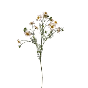 AF Cosmos Caudatus L65cm l.pi