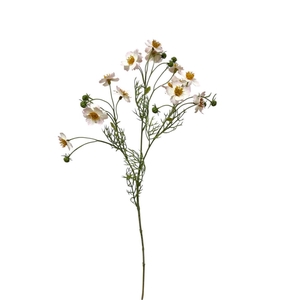 AF Cosmos Caudatus L65cm l.pi