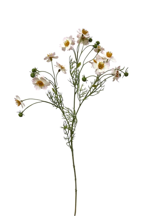<h4>AF Cosmos Caudatus L65cm l.pi</h4>