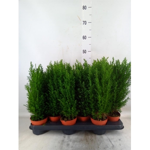 Chamaecyparis laws. 'Ellwoodii'