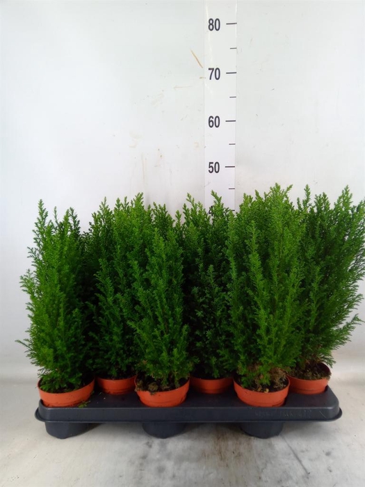 <h4>Chamaecyparis laws. 'Ellwoodii'</h4>