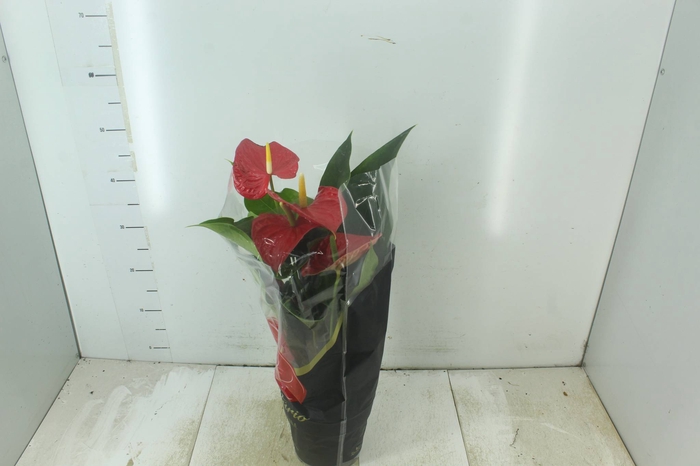 <h4>ANTHURIUM MICHIGAN P17 PREMIUM</h4>