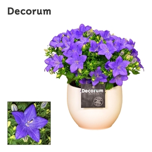 Campanula 'Napoli' Decorum Melanie