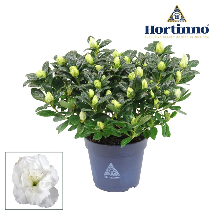 <h4>Hortinno® Home 'wit' 25 - 27 cm</h4>