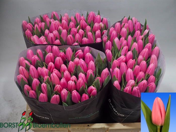 <h4>TU EN MILKSHAKE</h4>