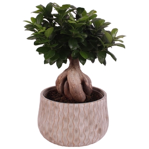 Ficus microcarpa 'Ginseng'