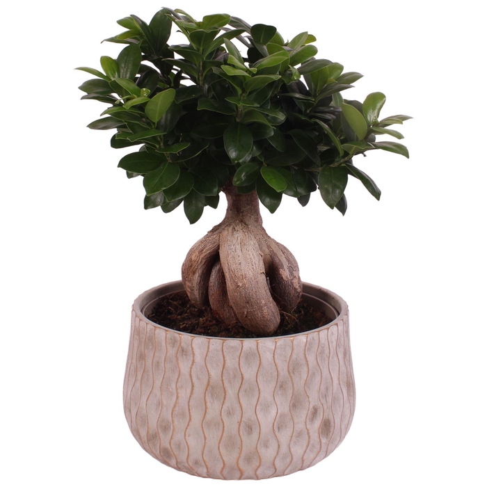 <h4>Ficus microcarpa 'Ginseng'</h4>
