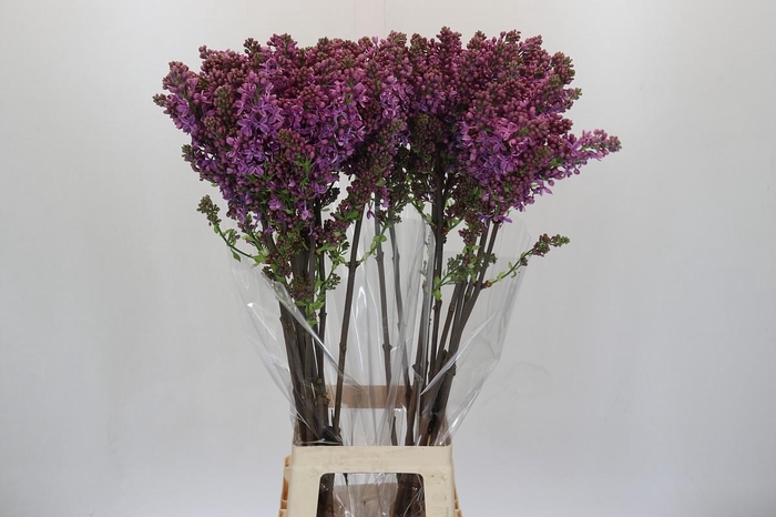 <h4>Lilac Vulg Ruhm Von Horstenstein</h4>