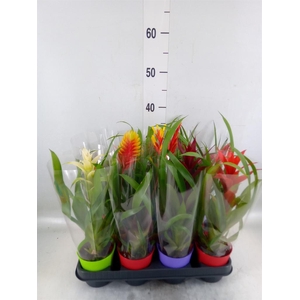 Bromelia   ...mix  8