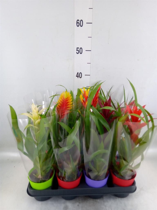 <h4>Bromelia ...mix 8</h4>