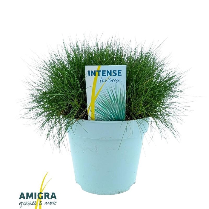 <h4>Festuca Gautieri AmiGreen®</h4>