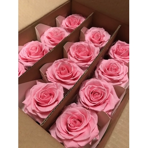 Rose on stem xl bulk 55cm pink