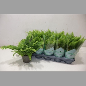 Nephr Ex Green Momen