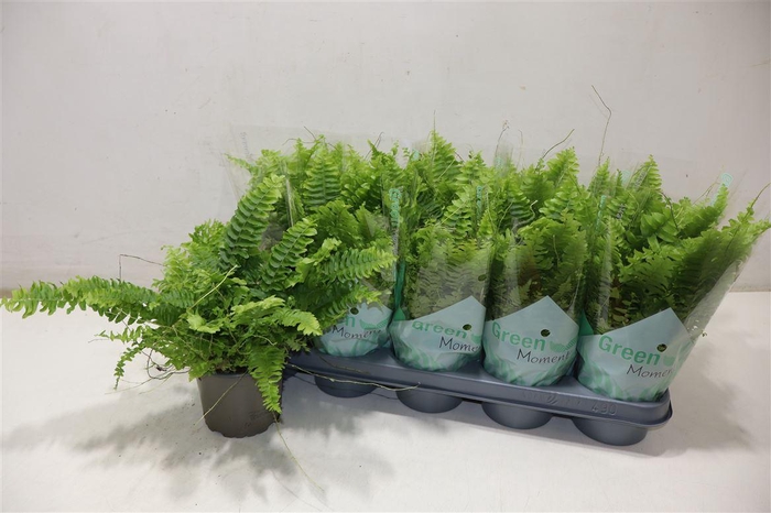 <h4>Nephr Ex Green Momen</h4>