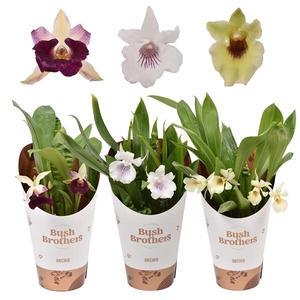 Orchidee