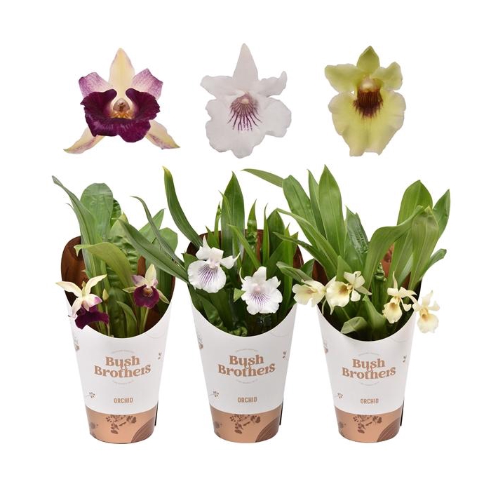 <h4>Cochleanthus 9 cm</h4>