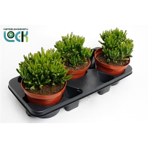 Crassula Horn Tree
