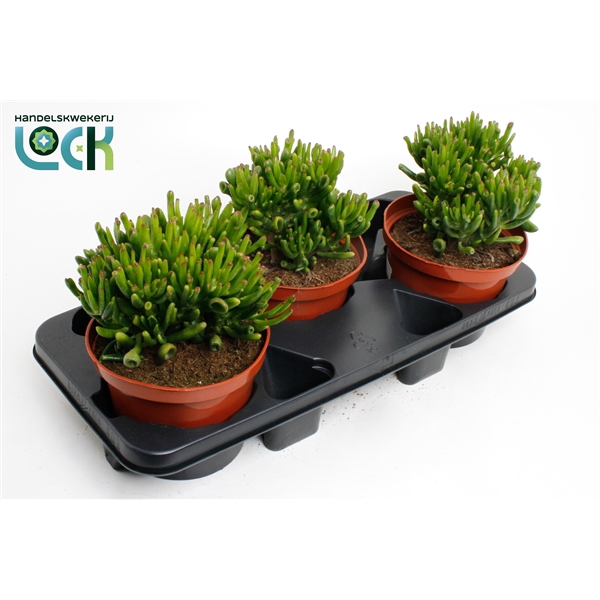 <h4>Crassula Horn Tree</h4>