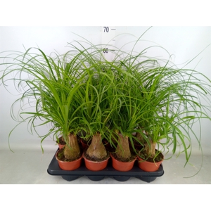 Beaucarnea recurvata