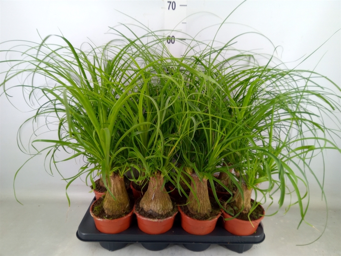 <h4>Beaucarnea recurvata</h4>