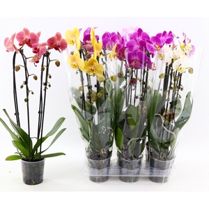 PHAL EL CASCADE