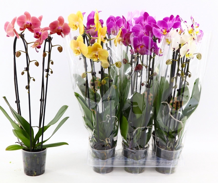 <h4>PHAL EL CASCADE</h4>
