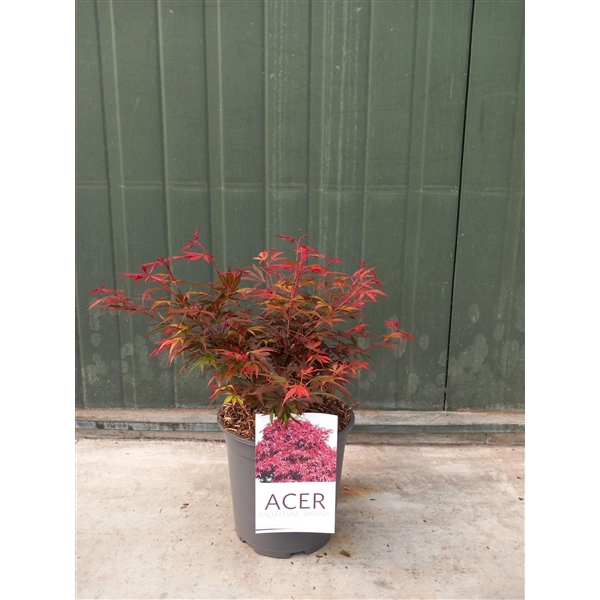 <h4>Acer palmatum 'Shaina' C6,2</h4>