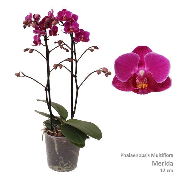 <h4>Phal. Multiflora "Merida" 2-tak</h4>
