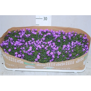 Campanula Port Lavender