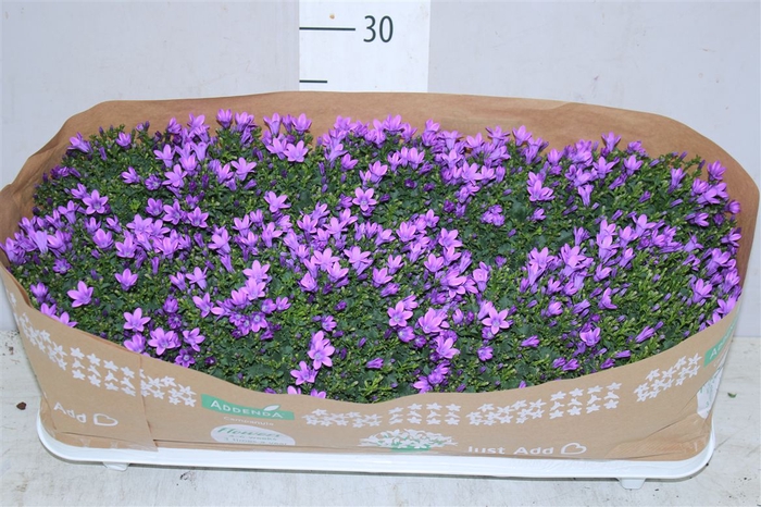 <h4>Campanula Port Lavender</h4>