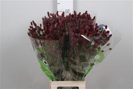 <h4>Sang Of Red Dream</h4>