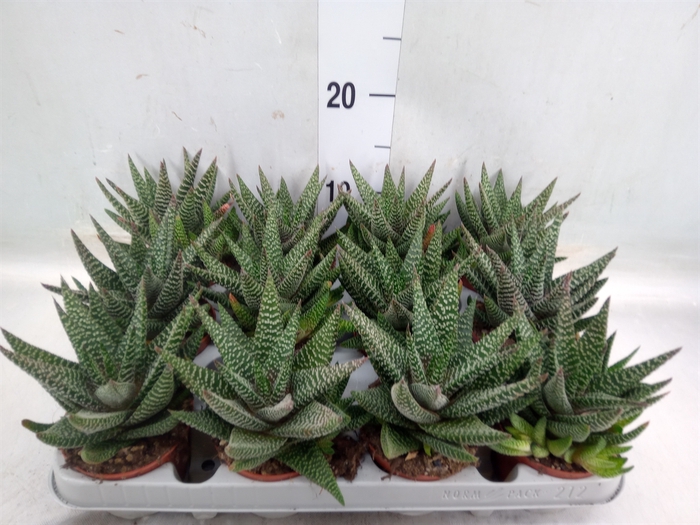 <h4>xGasterhaworthia  'Royal Highness'</h4>