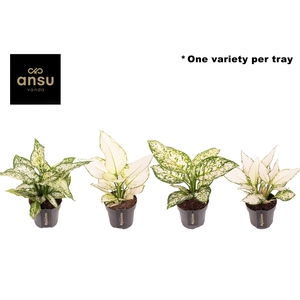 Aglaonema White Surprise Tray