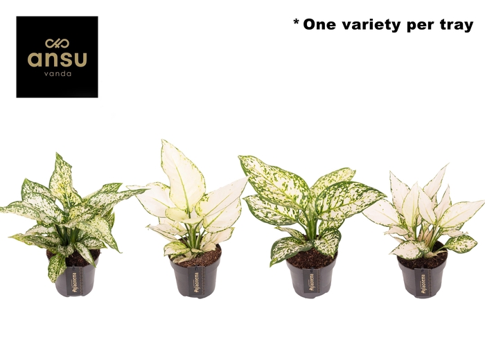<h4>Aglaonema White Surprise Tray</h4>