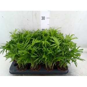 Chamaedorea elegans