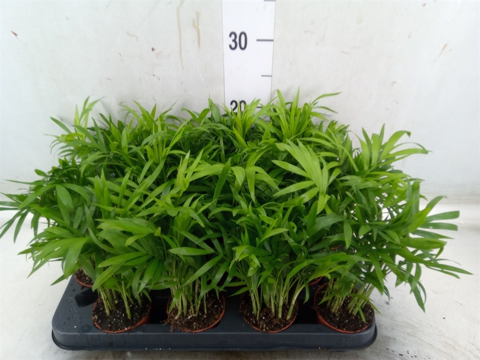 <h4>Chamaedorea elegans</h4>