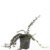 Cotoneaster procumbens Queen of Ca
