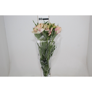 ALSTROEMERIA DIRTY DANCING 080 CM