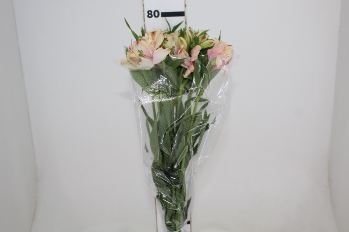 <h4>ALSTROEMERIA DIRTY DANCING 080 CM</h4>
