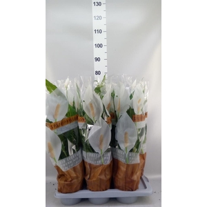 Spathiphyllum  'Sweet Chico'