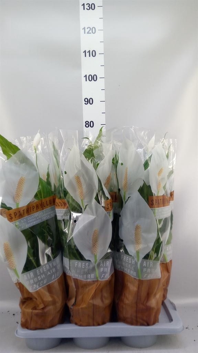 <h4>Spathiphyllum  'Sweet Chico'</h4>